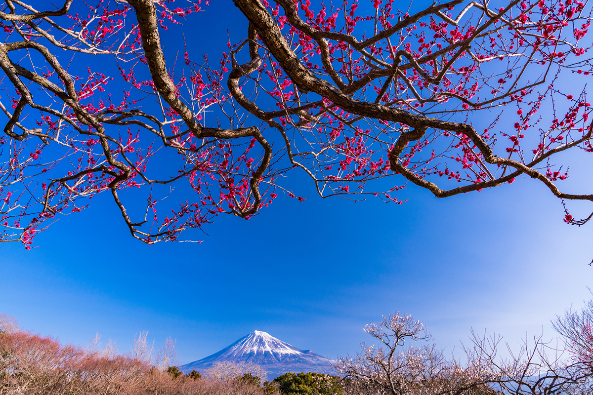 日本の花見の由来 起源は奈良時代の梅だった にほんご日和