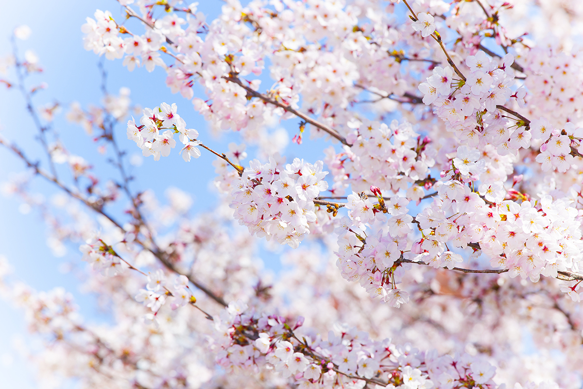 日本人にとって桜とは？ 日本が誇る三大桜も紹介 | にほんご日和