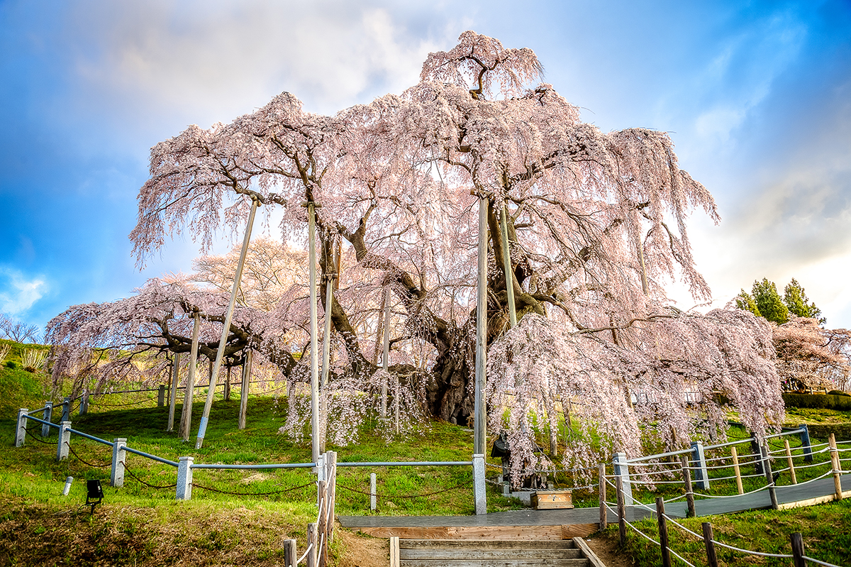 日本人にとって桜とは？ 日本が誇る三大桜も紹介 | にほんご日和