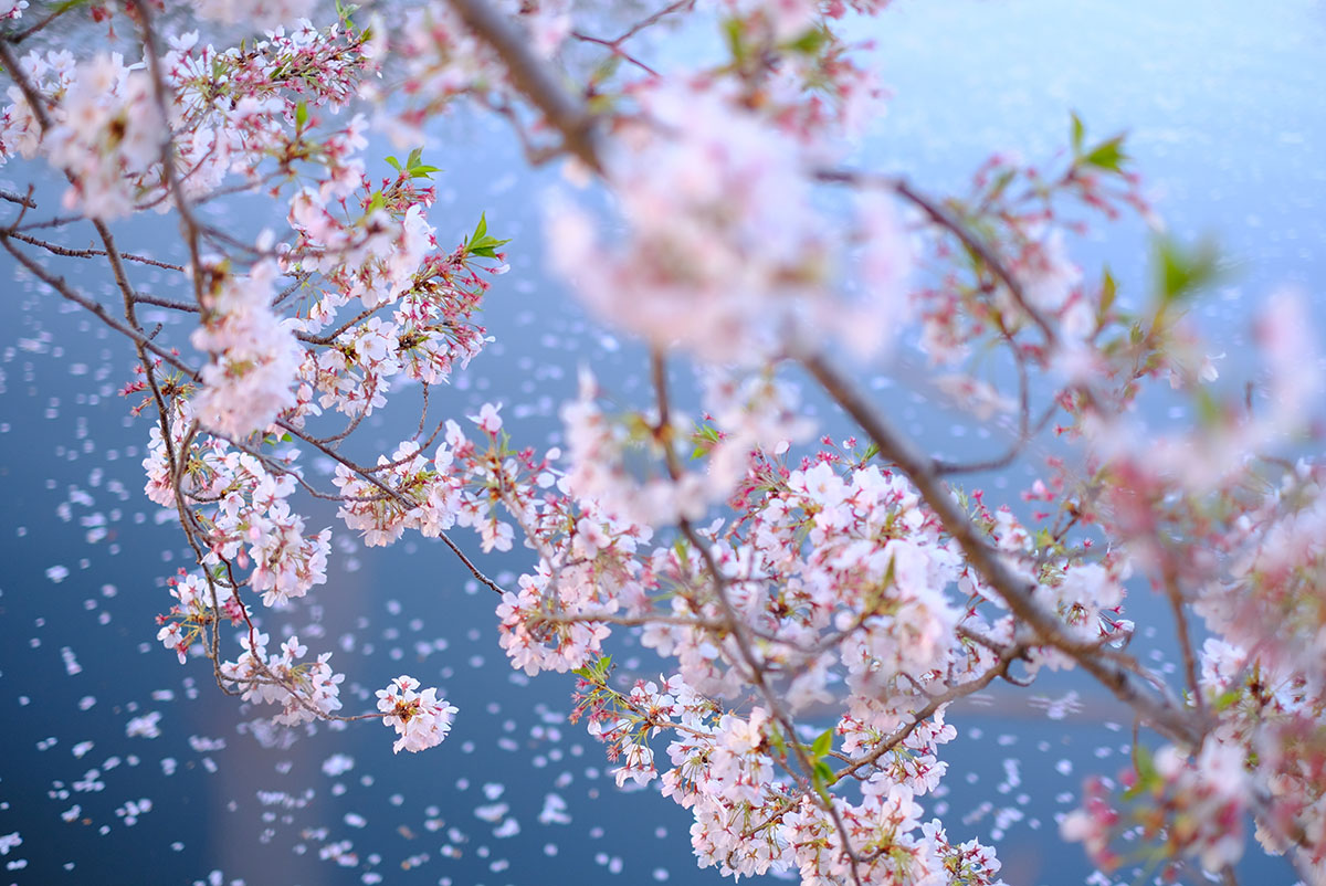 日本文化のひとつ 言葉 に外国人も絶賛 意味や使い方を紹介 にほんご日和